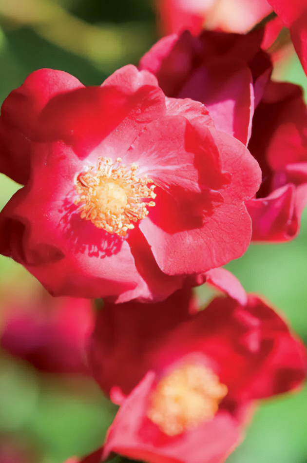 Rosier Vesuvia