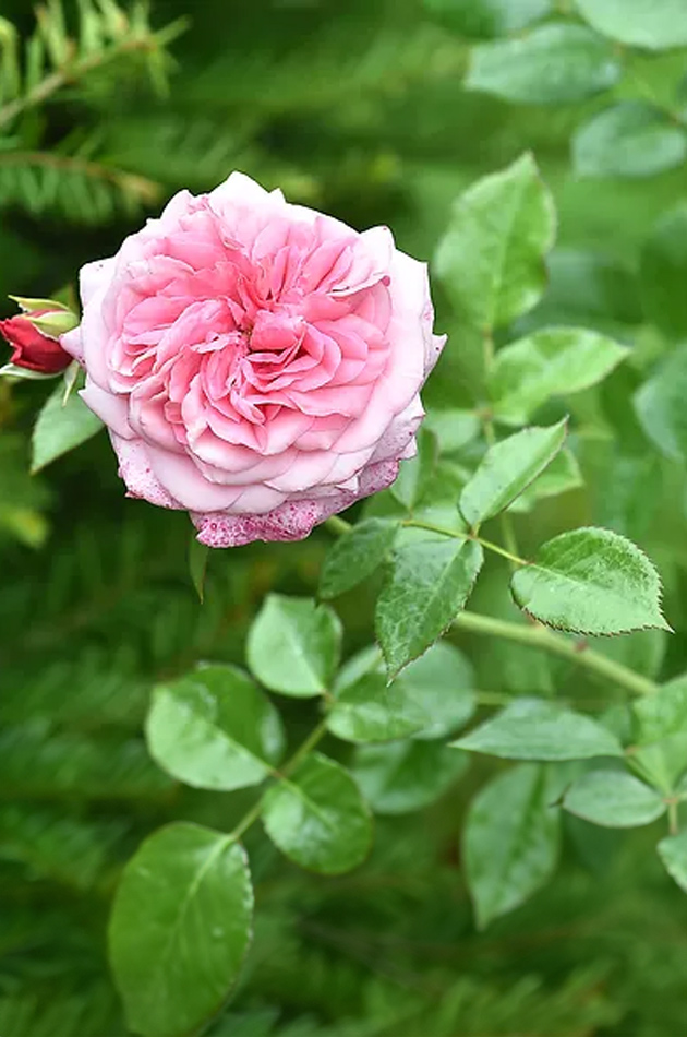 ROSIER PINK VOLUPTIA