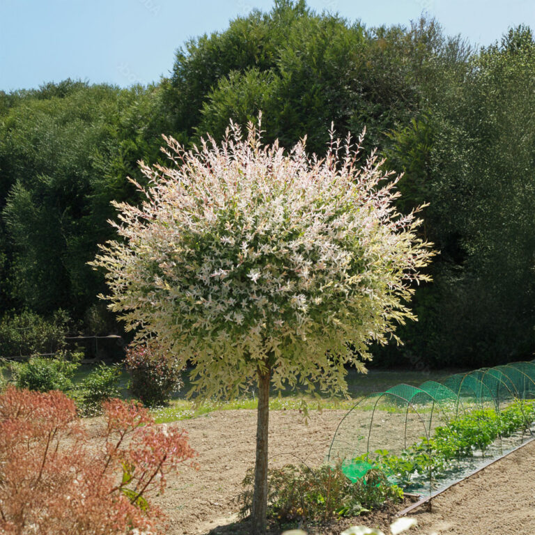 comment-r-ussir-la-plantation-et-l-entretien-du-saule-crevette-guide