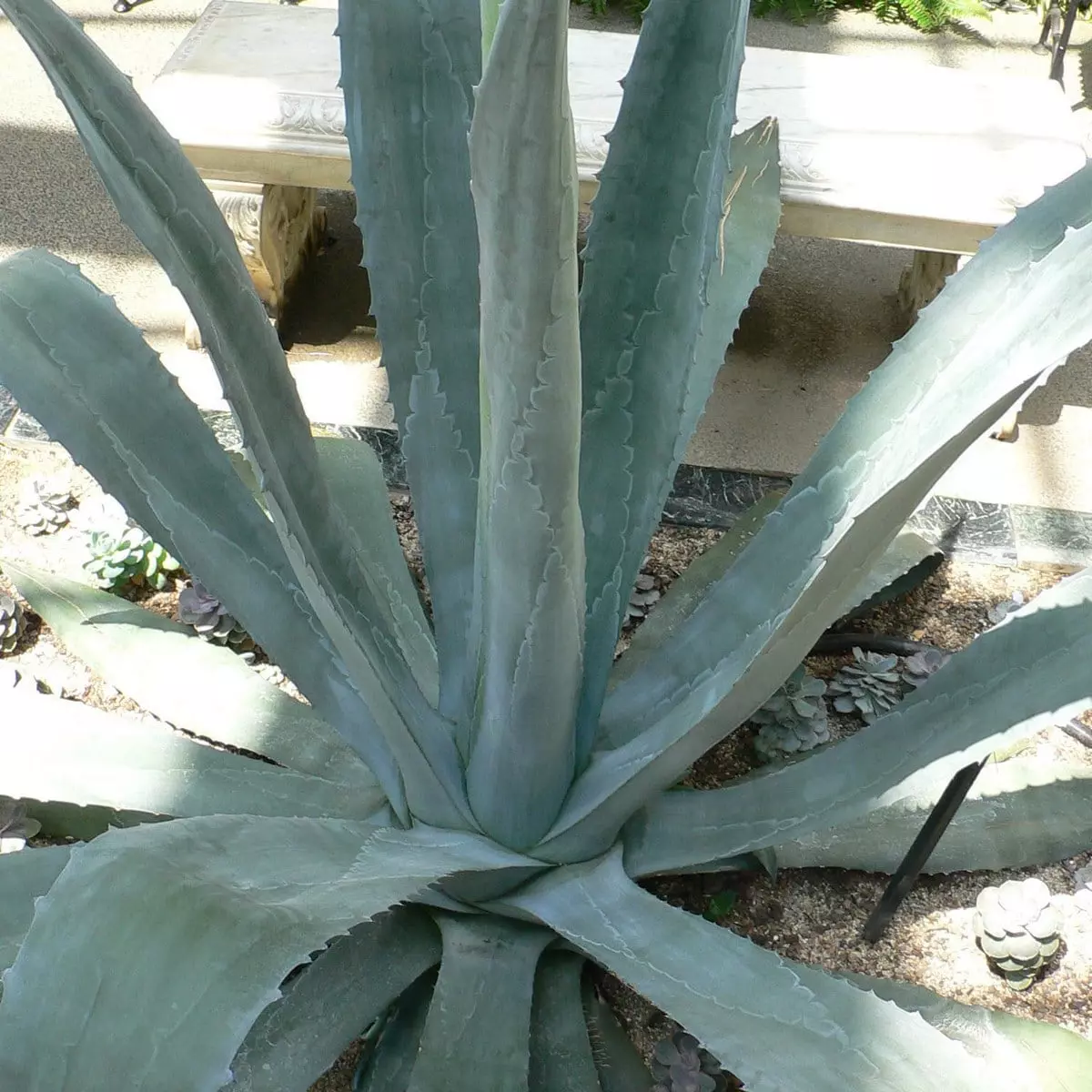 Agave americana Agave americana