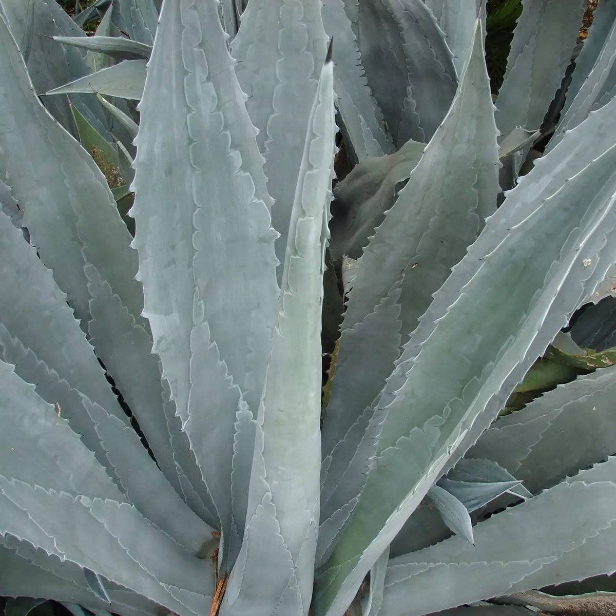 Agave americana - Agave d'Amérique Agave americana - Agave d'Amérique