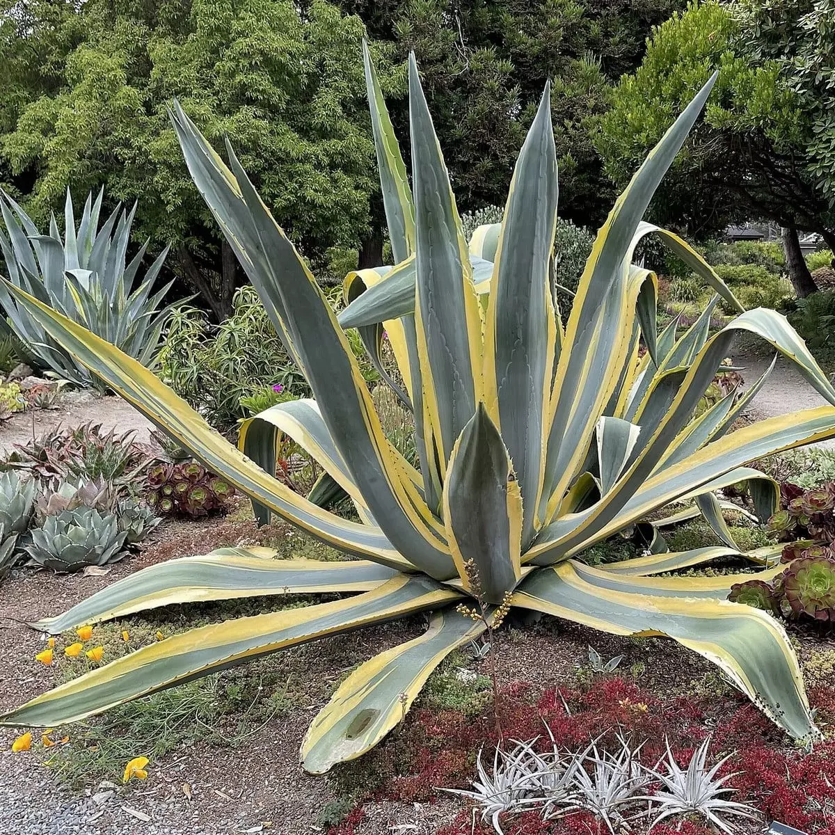 Agave americana - Agave d'Amérique Agave americana - Agave d'Amérique