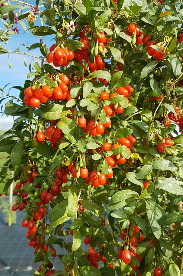 BAIES DE GOJI