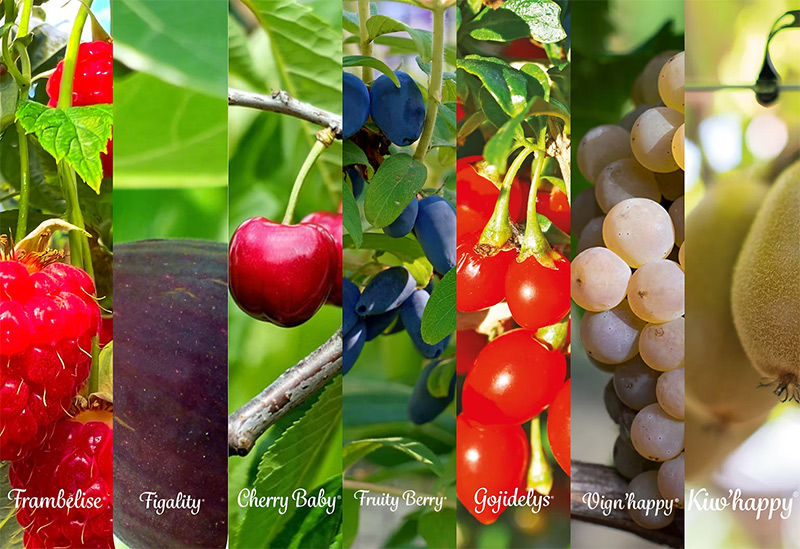 Fruitality