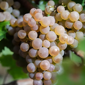 Vigne de raisins Vigne de raisins