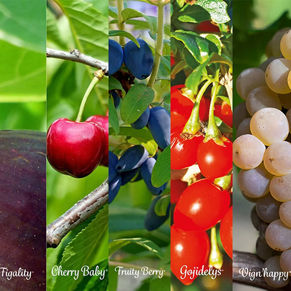 arbre fruitier