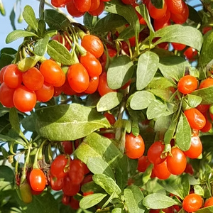 Baie de Goji. Gojidelys Baie de Goji. Gojidelys