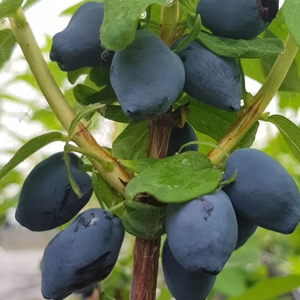 Baies de longue vie. Fruity Berry Baies de longue vie. Fruity Berry