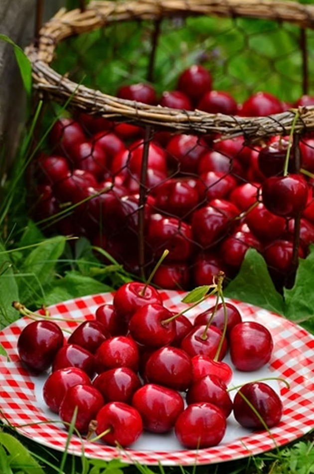 cerise