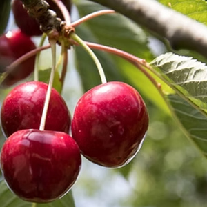 cerisier riche en fruits cerisier riche en fruits