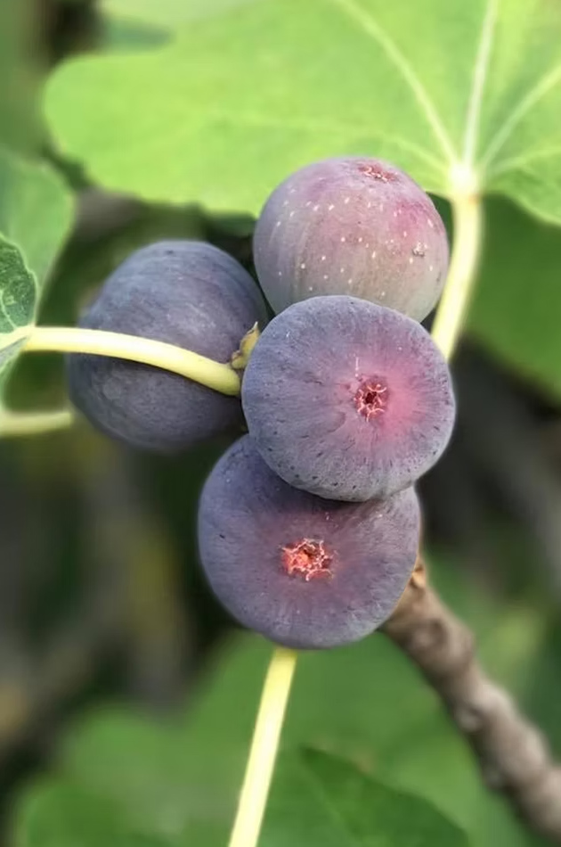 Figue fruitality