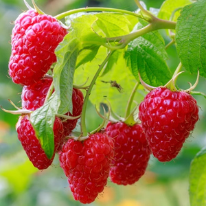 Framboise Framboise Fruitality