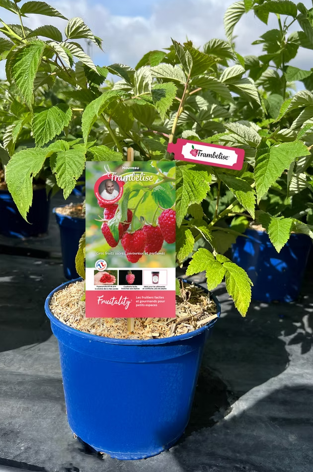 framboisier en pot