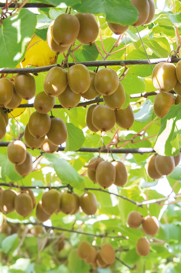 kiwi fruitality