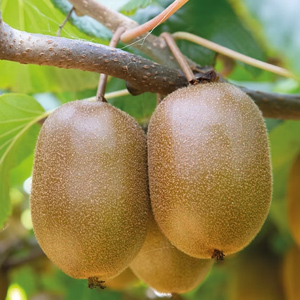 Kiwi Kiwi