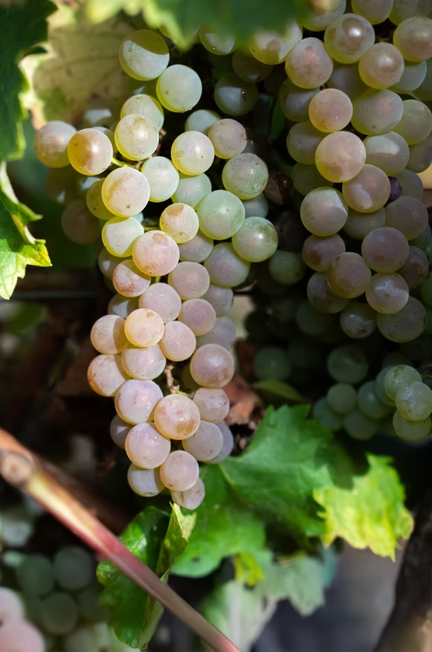 vigne raisin de table