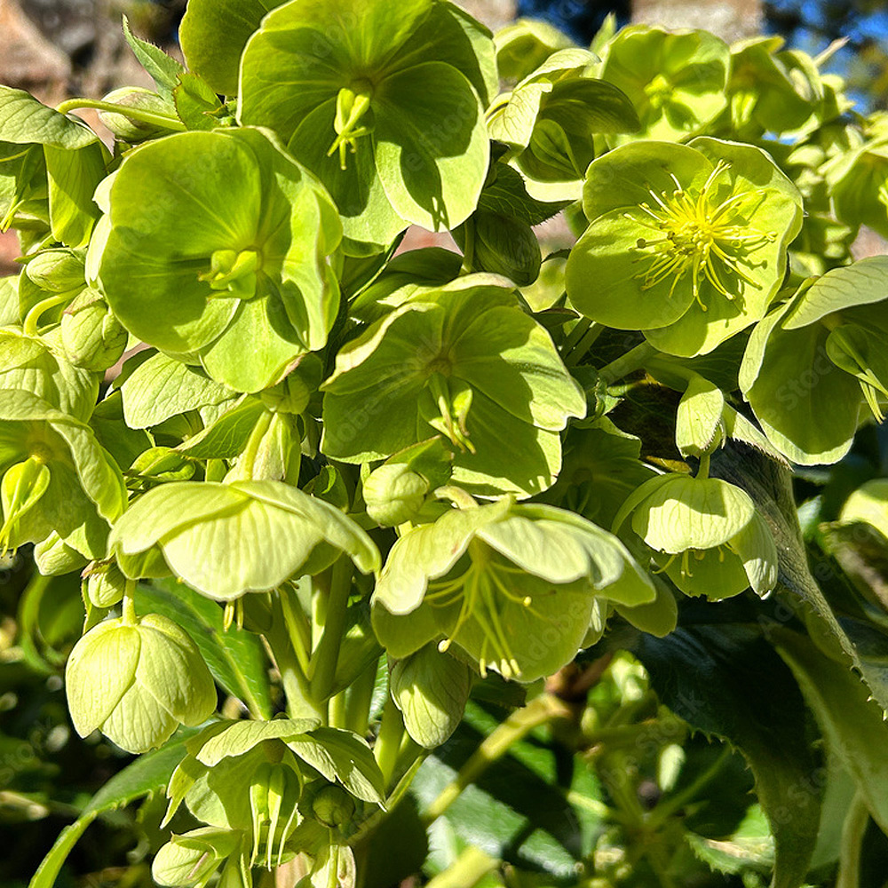 Hellébore de Corse Hellébore de Corse