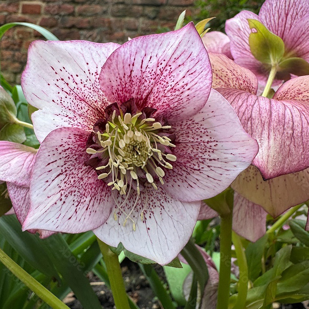 Hellébore oriental