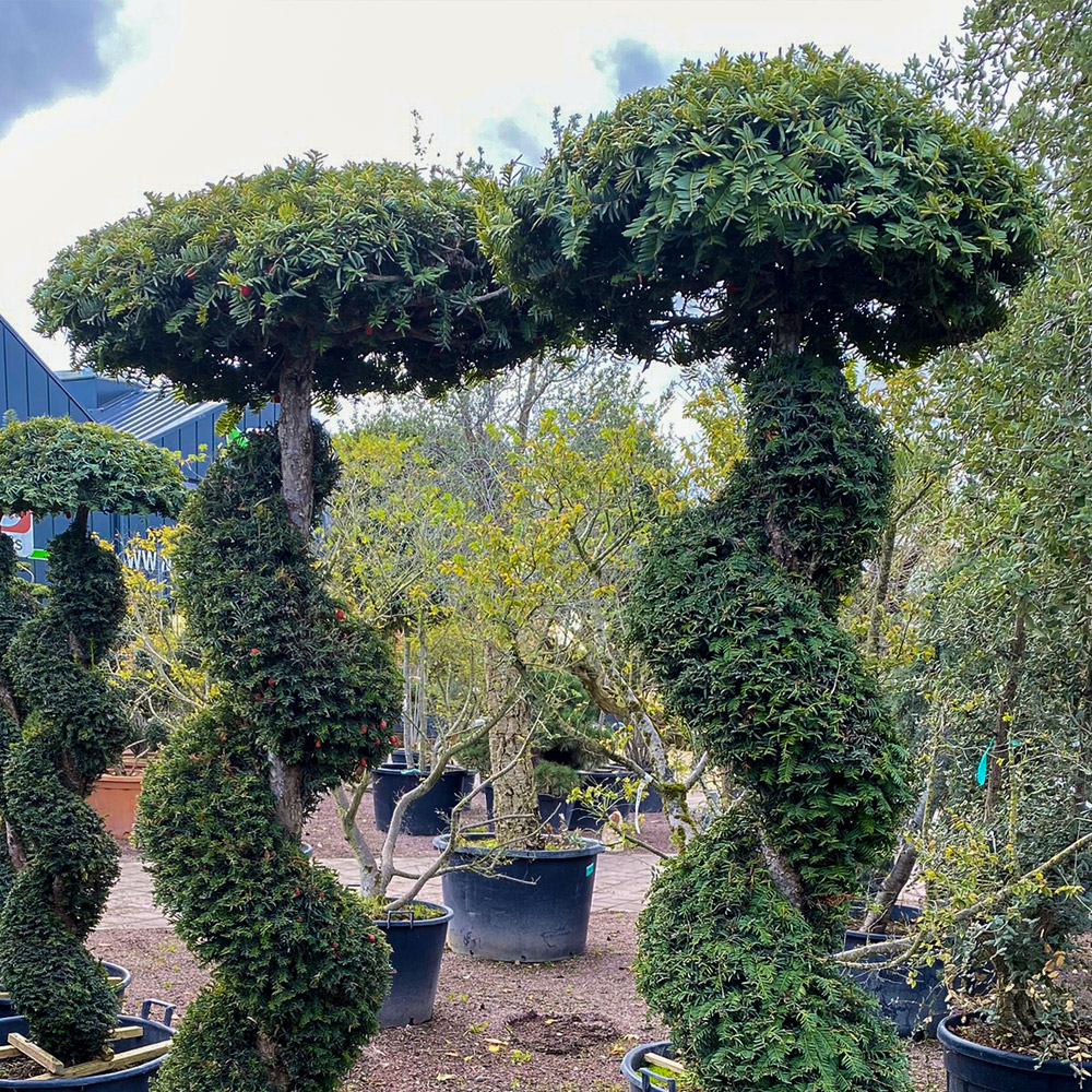 art-topiaire-pepiniere-ramette art-topiaire-pepiniere-ramette