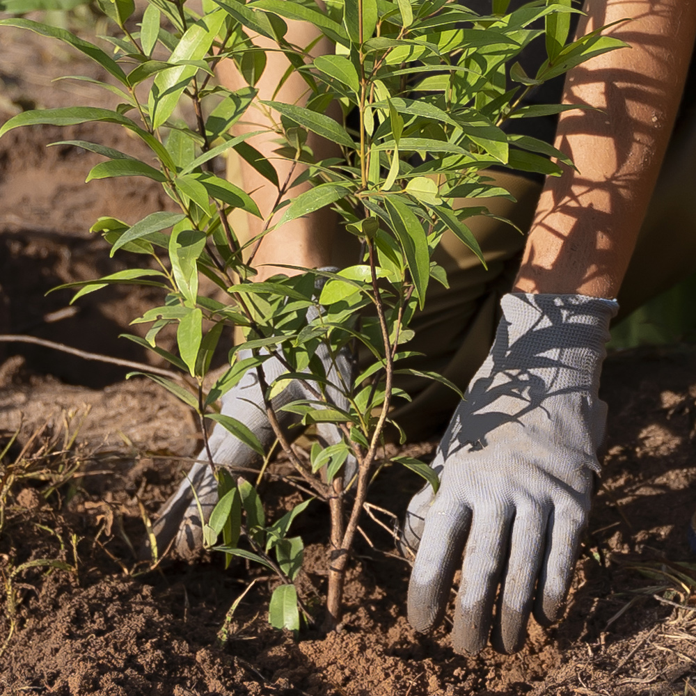 Planter un arbuste