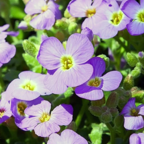 Aubriète (Aubrieta)