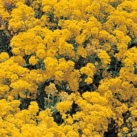 Corbeille d’or (Alyssum saxatile)