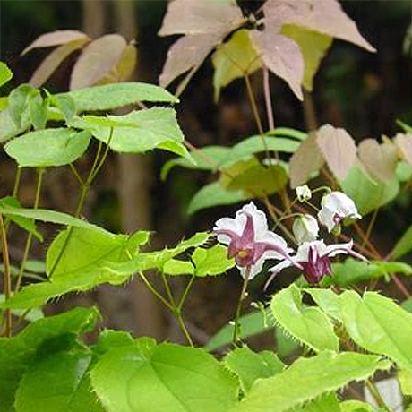 Épimédium (Epimedium)