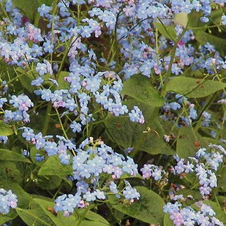 Myosotis du Caucase (Brunnera macrophylla)