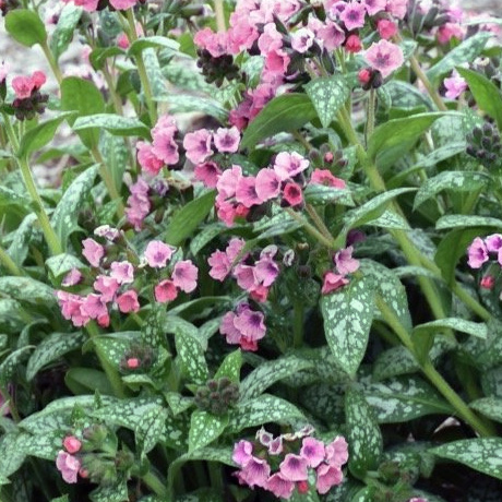 Pulmonaire (Pulmonaria)