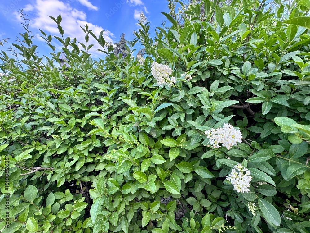 entretenir un troène