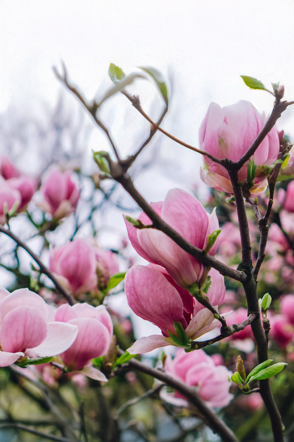 Fleurs de Magnolia