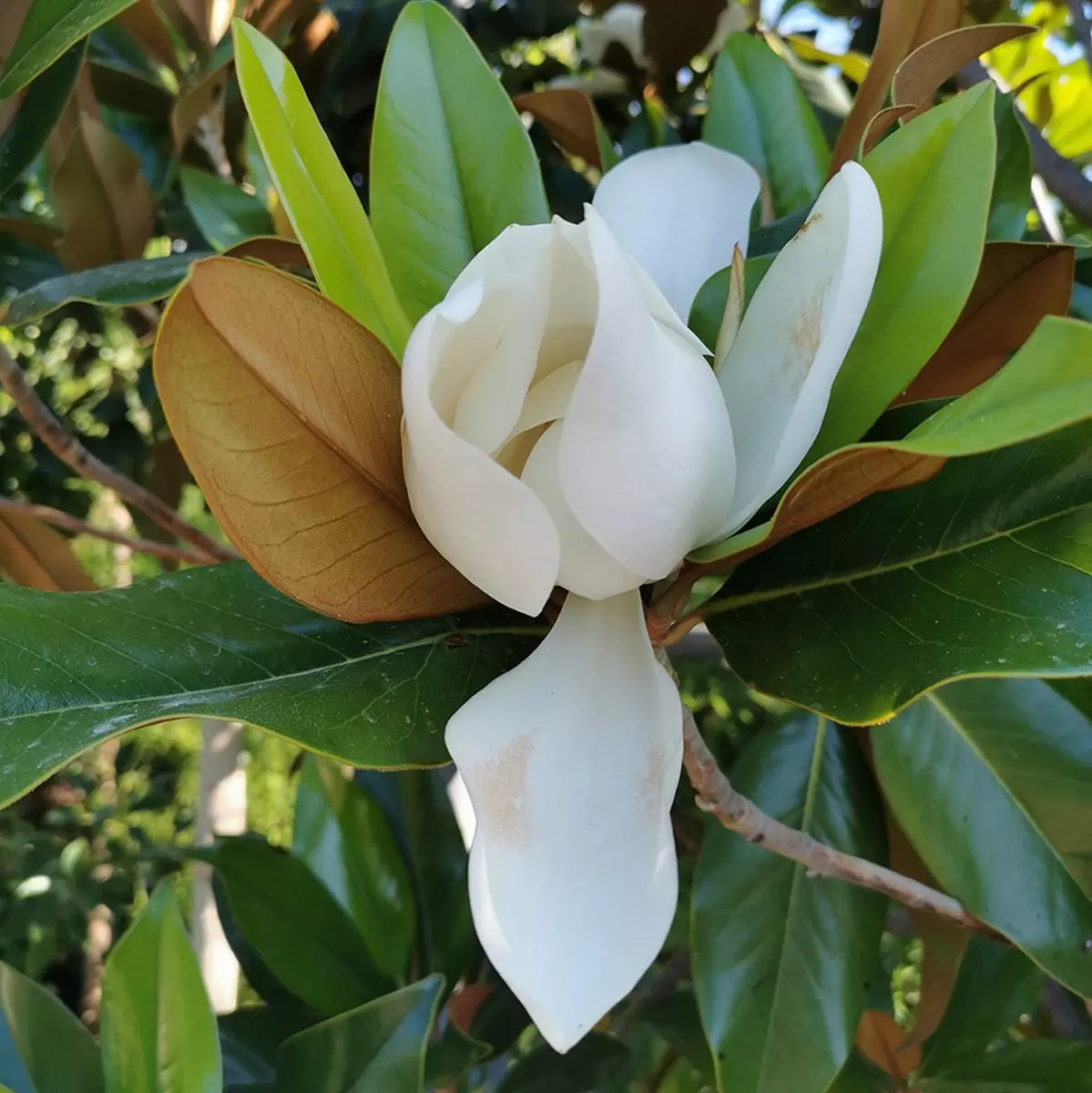 magnolia-galissoniensis