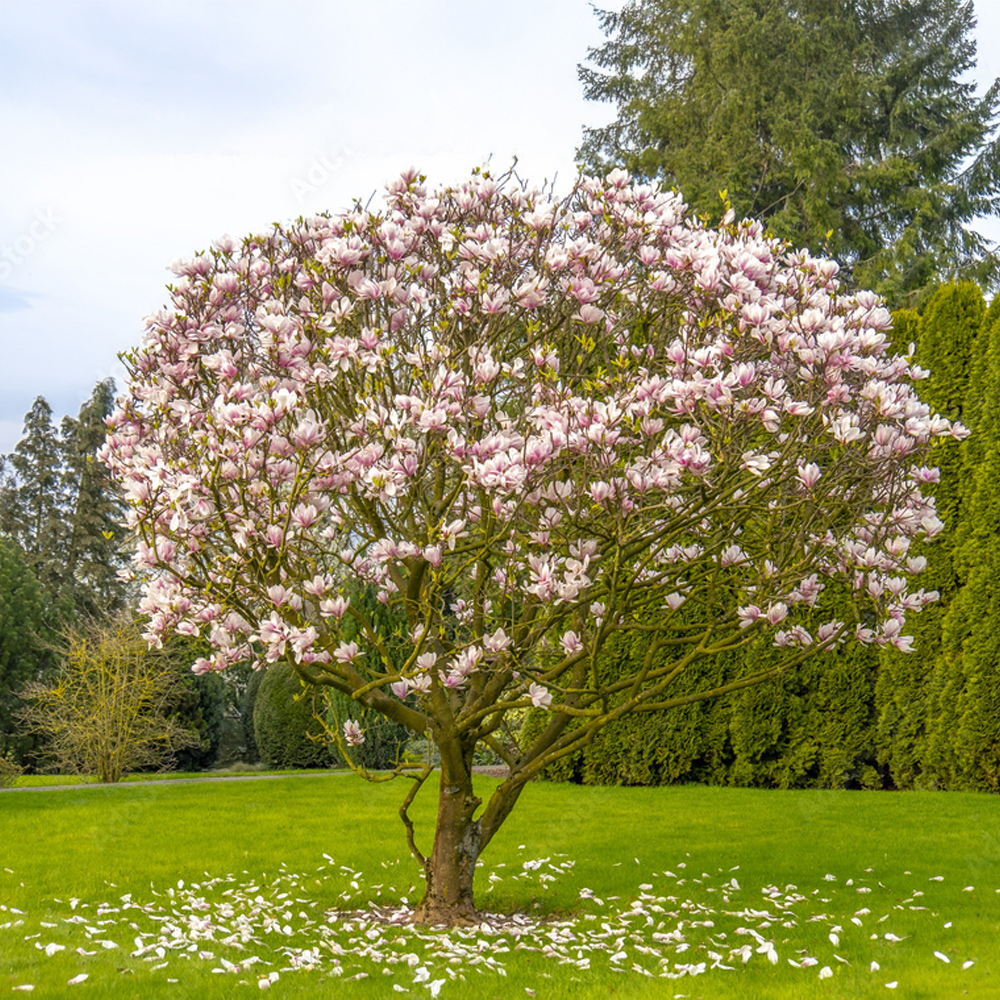 Magnolia Guide complet