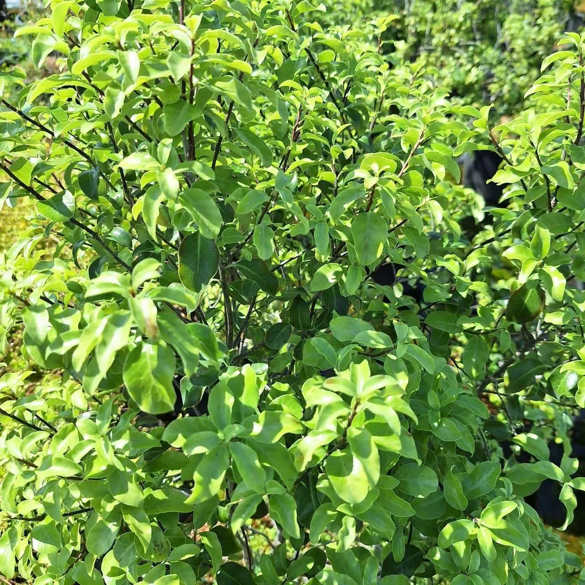 Pittosporum Tenuifolium