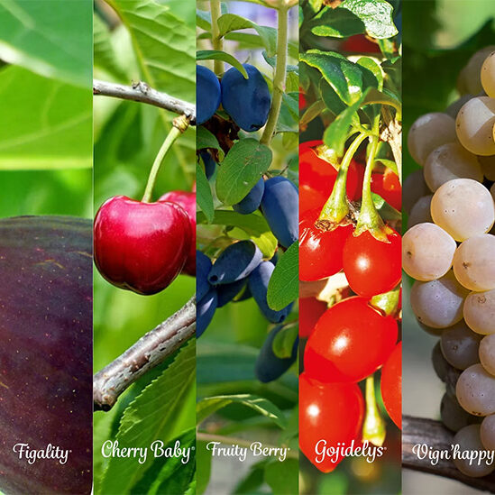 Fruitality Fruitality